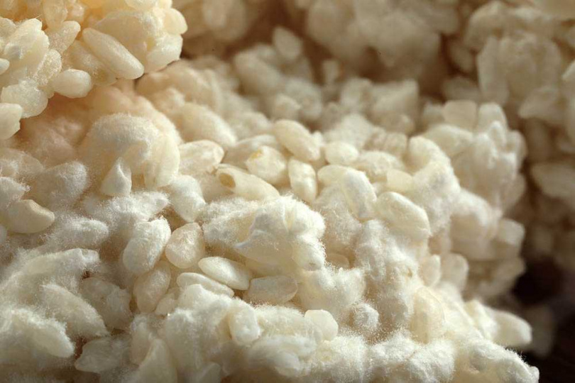 米麴發酵時的白色菌絲猶如花朵綻放，因而有「糀」字由來。（圖／于魯光攝）