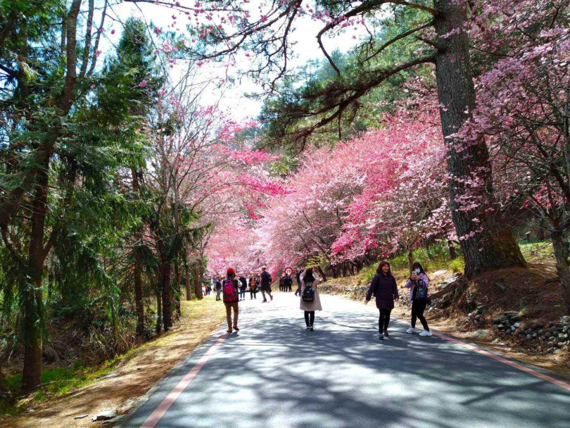 「武陵農場」櫻花季於2月12日開跑，想要徜徉在櫻花海的旅客千萬不能錯過這年度盛事。（圖／Klook提供）