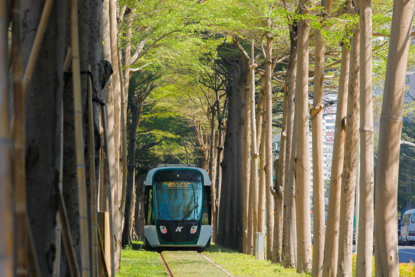 當列車行經小葉欖仁樹路段，綠意與陽光交織的美景讓人彷彿置身《龍貓》中的場景。（圖／林士傑攝）