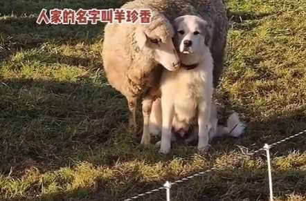 狗與羊的對話。（圖／翻攝自臉書）