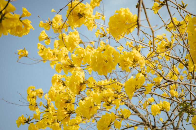黃花風鈴木已進入花期,八掌溪畔則持為浪漫黃金大道。(圖/嘉義市府提供)