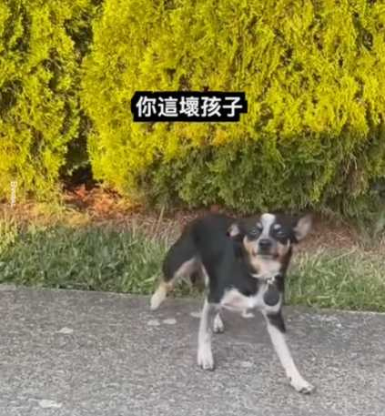 逃家的狗狗發現自己做錯事,立馬露出飛機耳。(圖/翻攝自臉書)