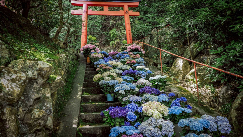 每年夏天「柳谷觀音楊谷寺」內5千多株紫陽花開,是遊客最愛造訪的季節。(圖/京都府觀光聯盟提供)