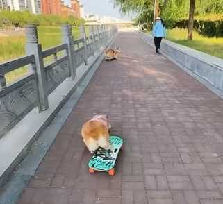 狗狗街頭滑板炫技。（圖／翻攝自臉書）