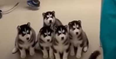 二哈剪指甲的反應。(圖/翻攝自臉書)