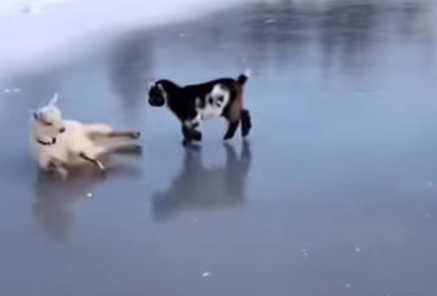 兩羊在冰上互撞，結果不停跌跤。（圖／翻攝自臉書）