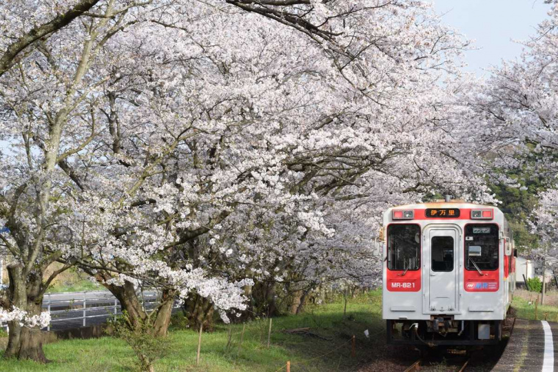 櫻花祭期間九州可到佐賀「松浦鐵道浦之崎站」，這裡也是當地人的私藏賞櫻景點。