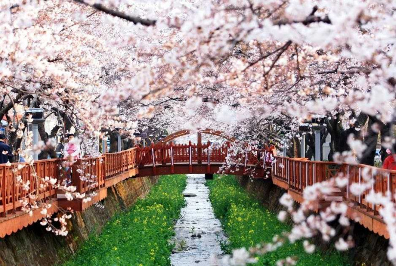 韓國賞櫻也是一大亮點，位在釜山近郊的「鎮海櫻花」被列為韓國必訪賞櫻景點。