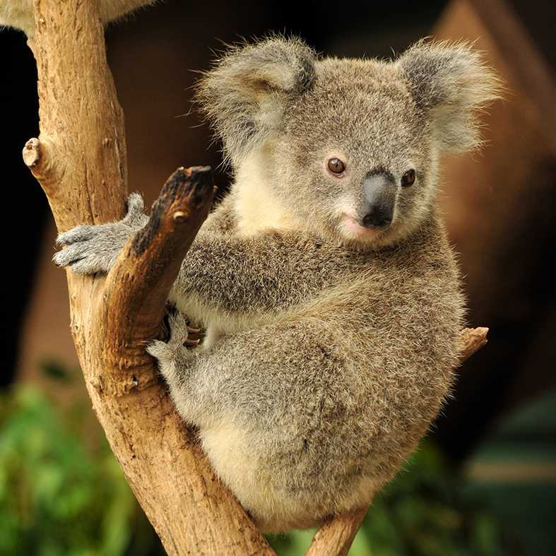 澳洲無尾熊（圖／可樂旅遊提供）