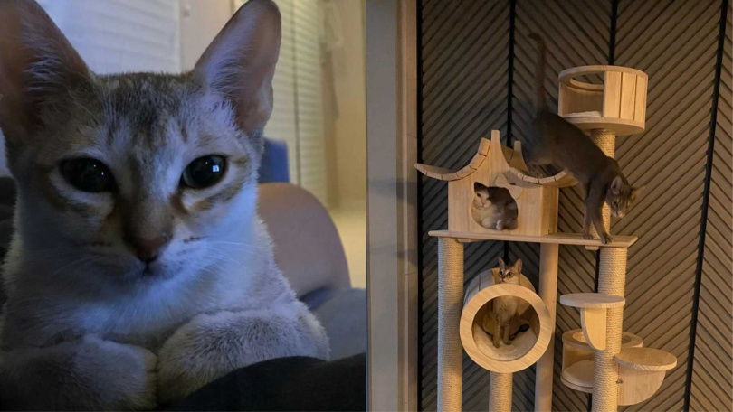 徐康俊養了三隻貓喵星人的近況,難過透露 「oki」已經離開他了,如果能再次見面,他想什麼都不做,就這樣抱著oki待上1分鐘。(圖/翻攝徐康俊IG、韓網)