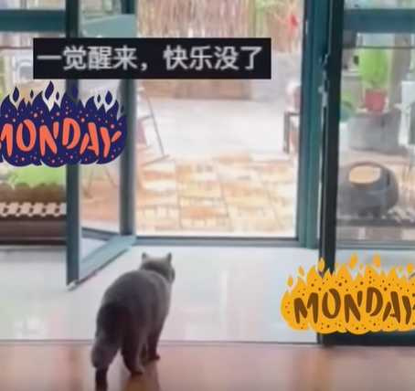 貓咪享受奪門而出的感覺。（圖／翻攝自臉書）