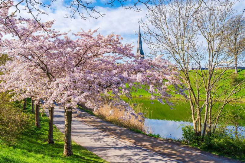 丹麥朗格麗尼公園在每年約四月中旬時，將同時有逾200棵櫻花樹同時盛開，變成一片夢幻粉紅世界。（圖／雄獅旅遊提供）