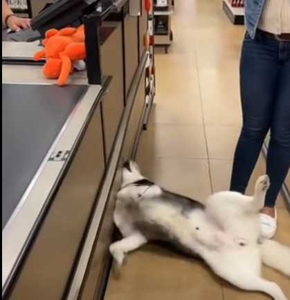 哈士奇吵著買玩具，鬼哭狗濠讓主人超尷尬。（圖／翻攝自臉書）