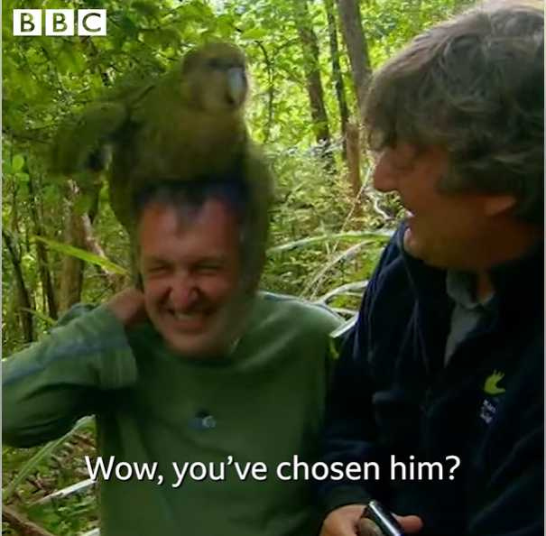 鴞鸚鵡攀到福萊的頭上。（圖／翻攝自BBC臉書）