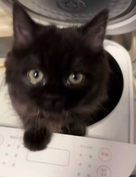 黑貓躲在煮飯鍋裡。（圖／翻攝自IG）