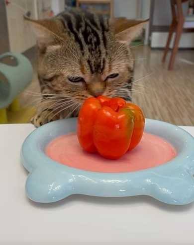 貓咪吃甜椒，網友看了好緊張。（圖／翻攝自IG）