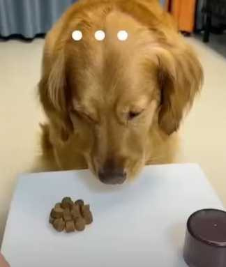 狗狗玩猜帽子遊戲,被主人戲耍。(圖/翻攝自臉書)