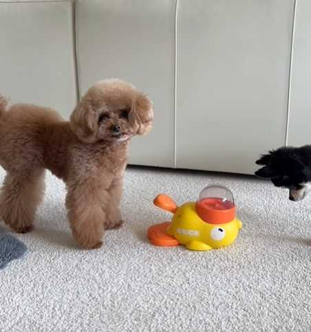 貴賓犬按壓餵食器,結果一塊飼料都沒吃到。(圖/翻攝自臉書)
