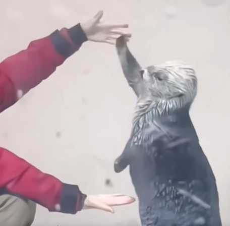 海獺與飼養員的互動萌翻全網。(圖/翻攝自臉書)