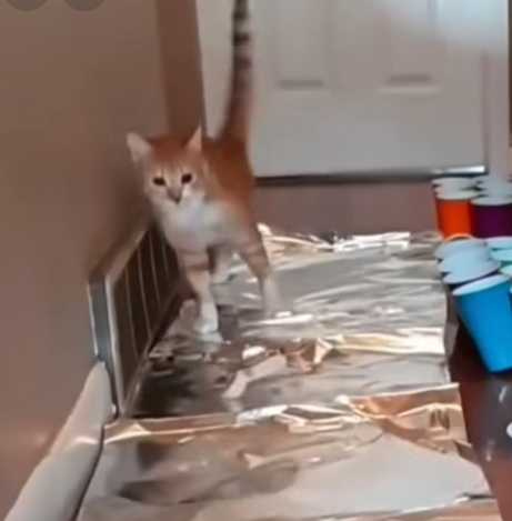 貓咪害怕錫箔紙。（圖／翻攝自臉書）