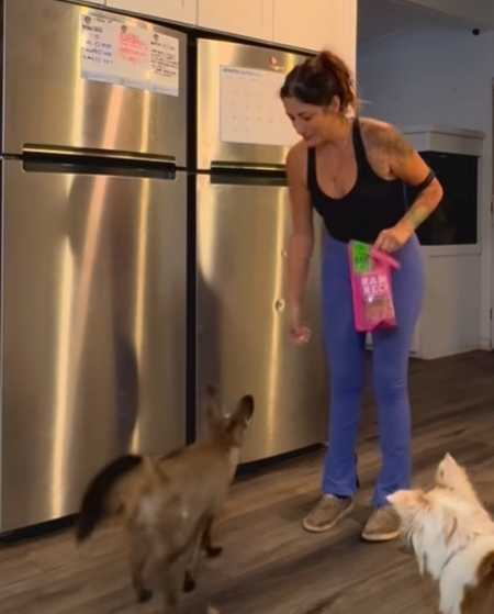 大耳狐被訓練到可以接收指令。(圖/翻攝自臉書)