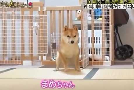 柴犬看到美食,不獸控制了。(圖/翻攝自臉書)