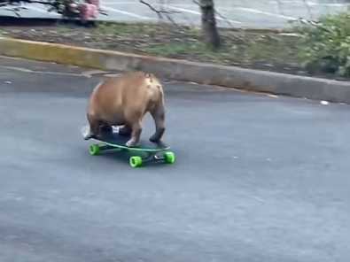 鬥牛犬玩滑板車玩出心得。（圖／翻攝自臉書）