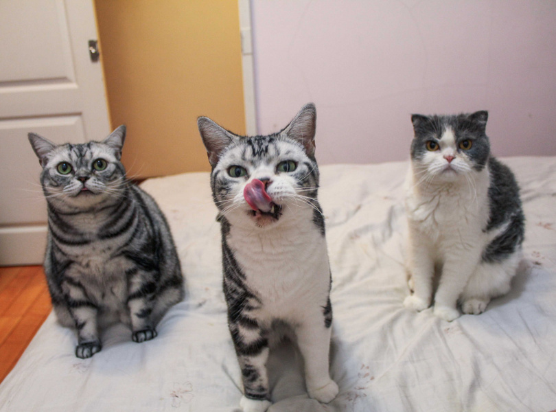 每天謝安安下班回家，三隻貓就會開始迎接她跟著她打轉。（圖／莊立人攝）
