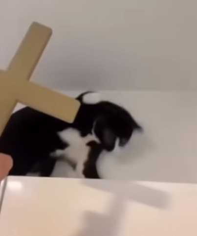 貓咪看到十字架中邪了。（圖／翻攝自臉書）