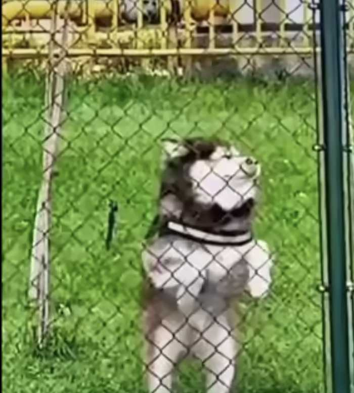 狗狗衝向圍欄。（圖／翻攝自臉書）