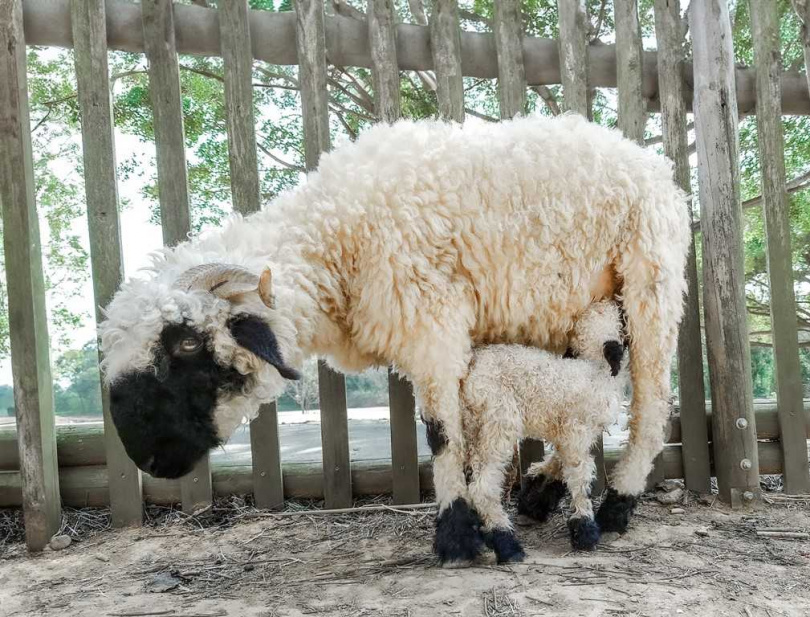 小小四角羊及小小黑皮羊兒一幅嗷嗷待哺，搖搖擺擺跟著媽媽學走路的萌樣，真的是可愛到爆！ 