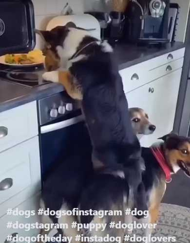 三隻狗狗同心協力想要飽餐一頓。（圖／翻攝自臉書）