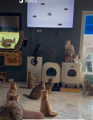 貓咪目不轉睛地盯著螢幕。（圖／翻攝自臉書）