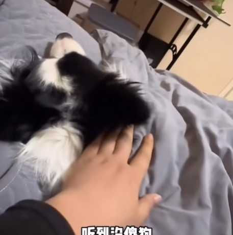 邊牧需要情緒價值。(圖/翻攝自臉書)