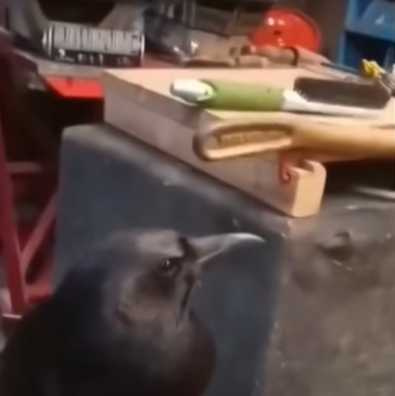 烏鴉求人類幫梳毛。(圖/翻攝自臉書)