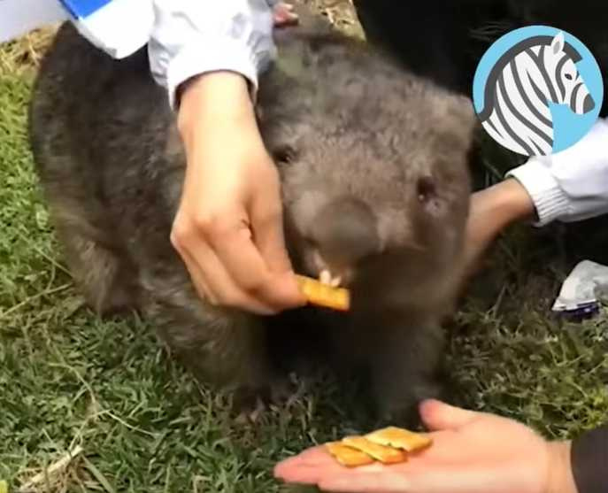 幾塊餅乾實現撸熊自由。（圖／翻攝自臉書）