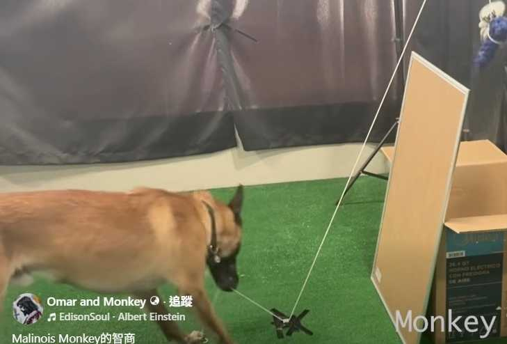 Monkey秀智商。（圖／翻攝自臉書）