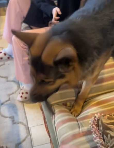 德牧突破心魔拯救女主人。（圖／翻攝自臉書）