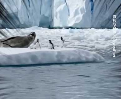 企鵝群遇到海獅全數烙跑。(圖/翻攝自臉書)