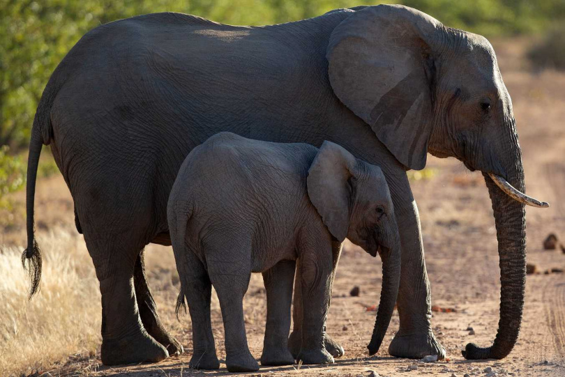 大象在威尼斯林波波自然保護區內漫遊，此地為南非鑽石之路的一部分。（圖／James Oatway提供）