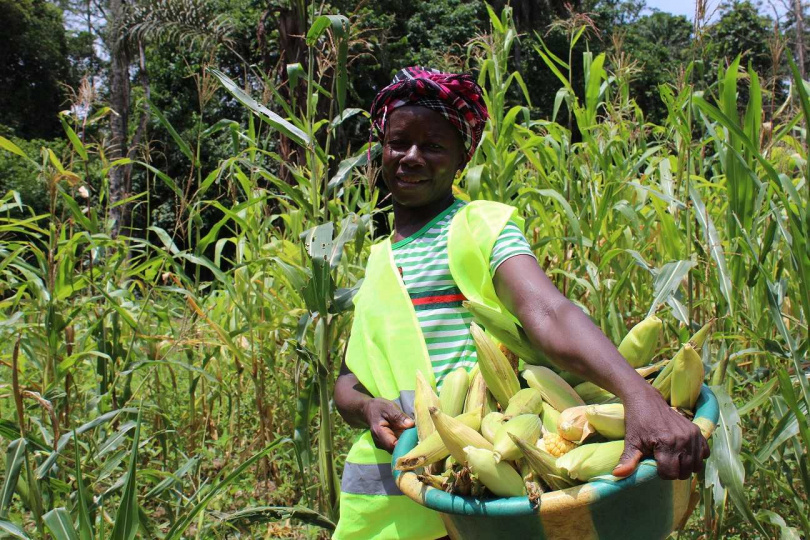 De Beers集團參與GemFair在獅子山共和國的土地復墾計劃的一位婦女正在採收玉米。（圖／GemFair提供）