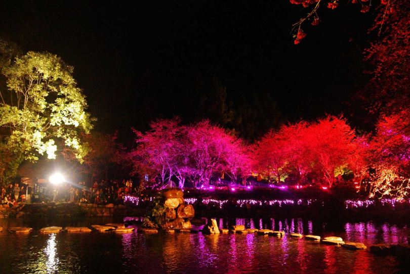 九族櫻花祭到了晚間將於櫻花樹打上五顏六色的燈光，營造特色「賞夜櫻」活動。