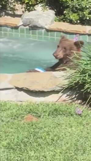 熊熊把玩浴缸中的東西。（圖／翻攝自YouTube）