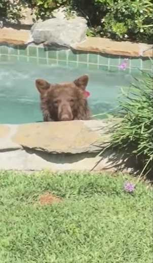 棕熊闖入家中，享受按摩浴缸。（圖／翻攝自YouTube）