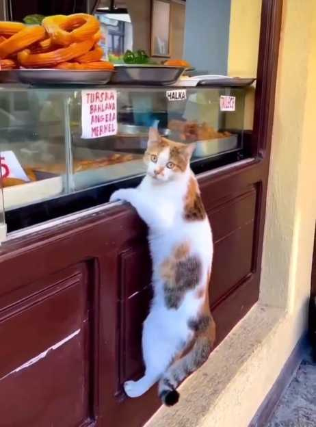 小貓懸掛櫥窗，看起來餓了。（圖／翻攝自IG）