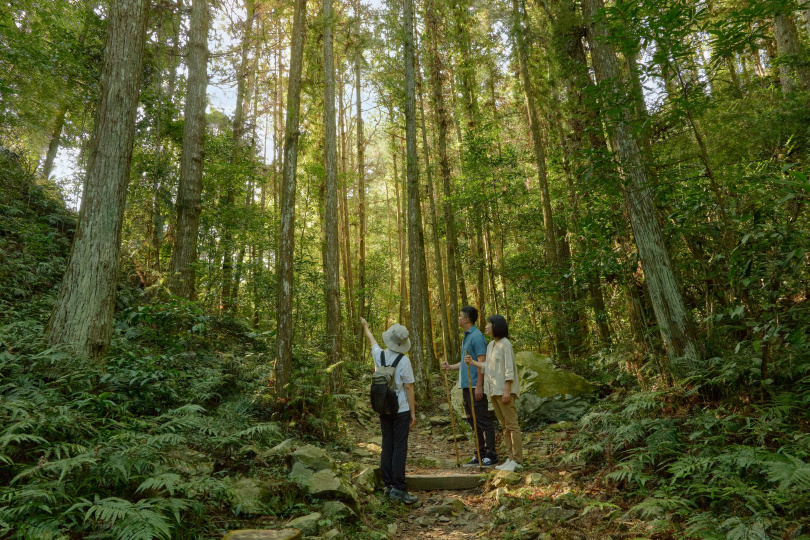 第二天早上旅客將搭乘專車抵達八仙山國家森林遊樂區，展開森林療癒體驗。
