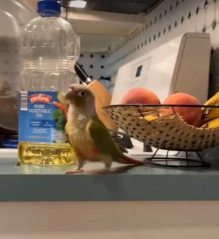 鸚鵡在廚房內玩耍。（圖／翻攝自臉書）