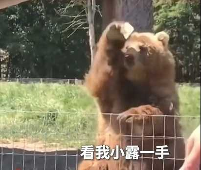 大熊輕鬆接食物,人類看傻眼。(圖/翻攝自臉書)