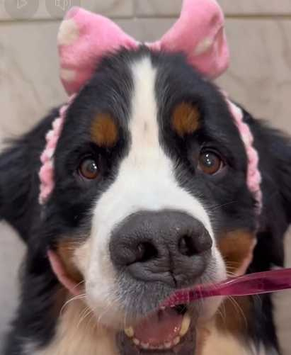 伯恩山犬洗澡。（圖／翻攝自臉書）