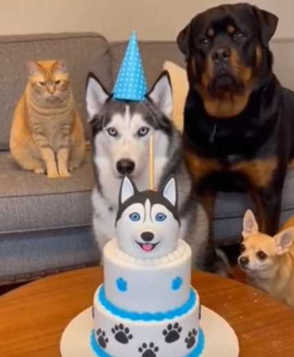 貓咪把哈士奇的蛋糕給掀了。（圖／翻攝自臉書）